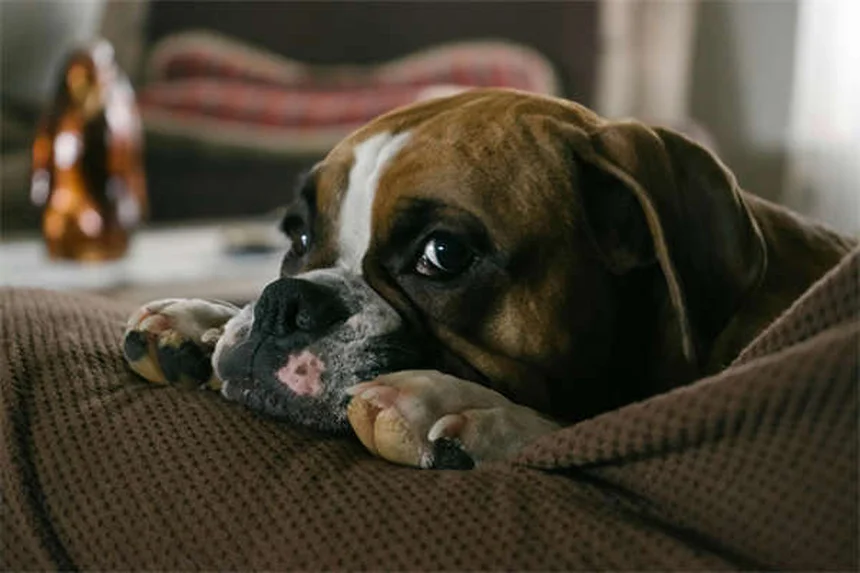 Come risparmiare sulle spese veterinarie: 5 soluzioni pratiche