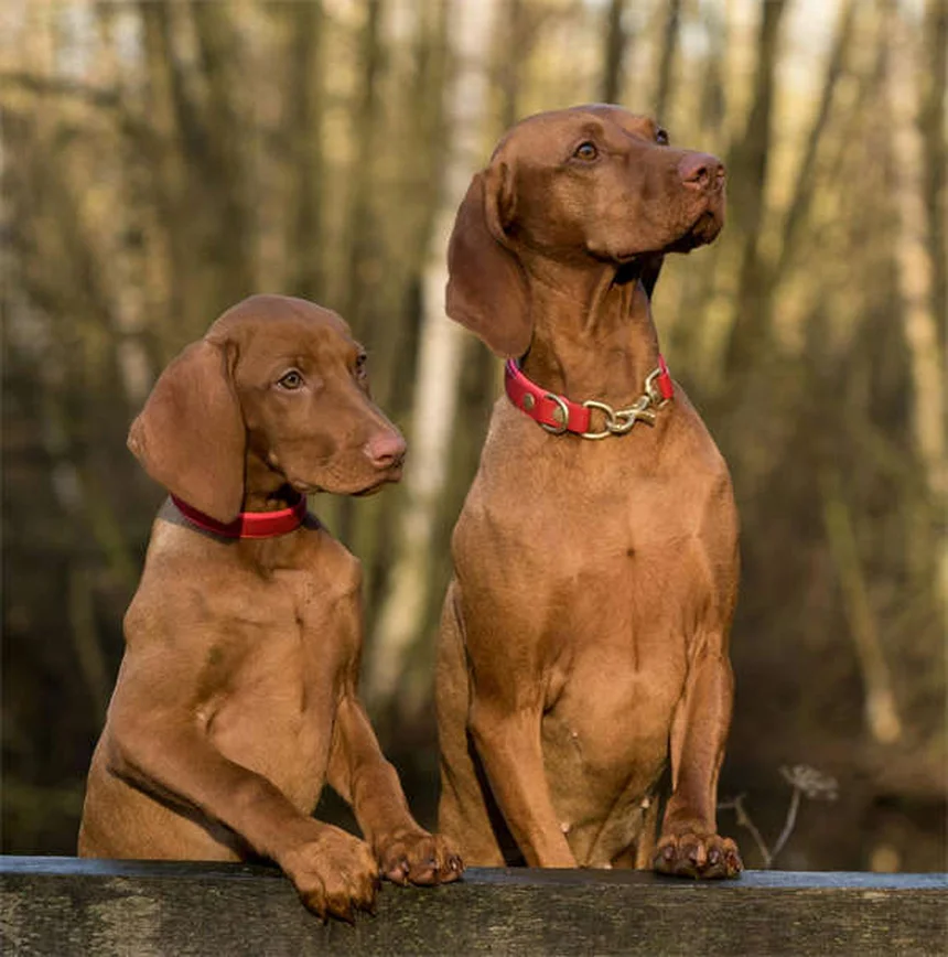 Metoclopramide per animali: guida completa all'uso e benefici