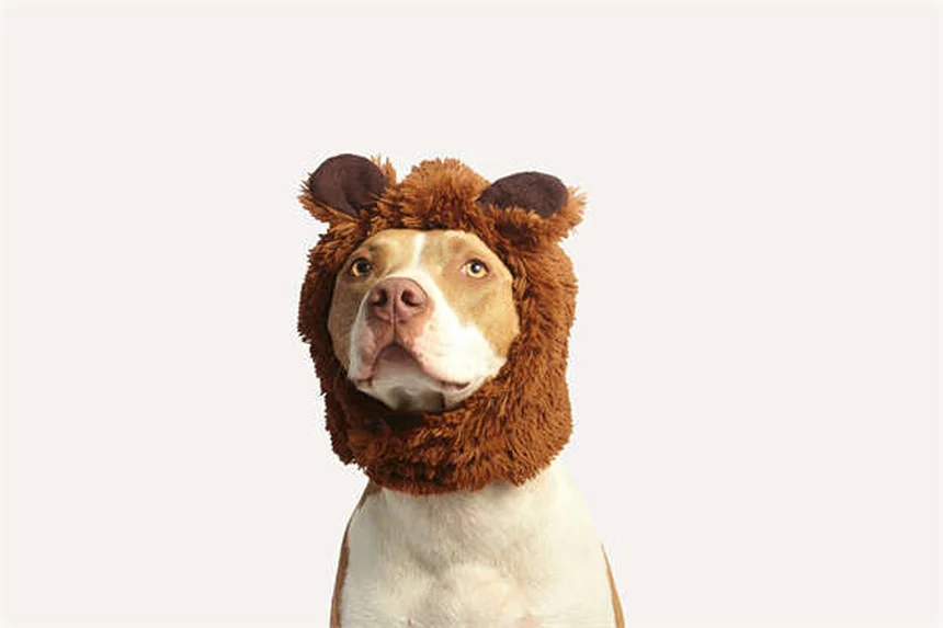 Ansia nei cani: 5 segnali da non ignorare e come aiutarli