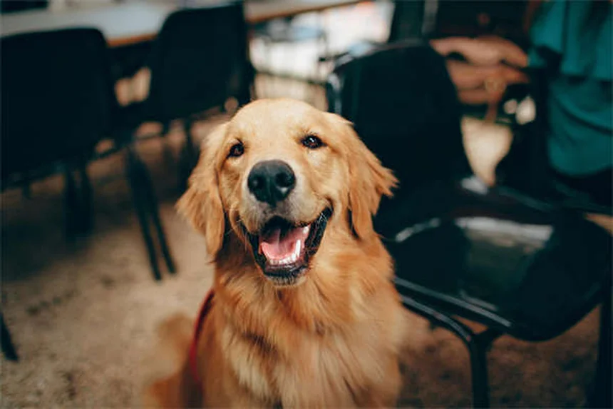 Ansia nei cani: 5 segnali da non ignorare e come aiutarli