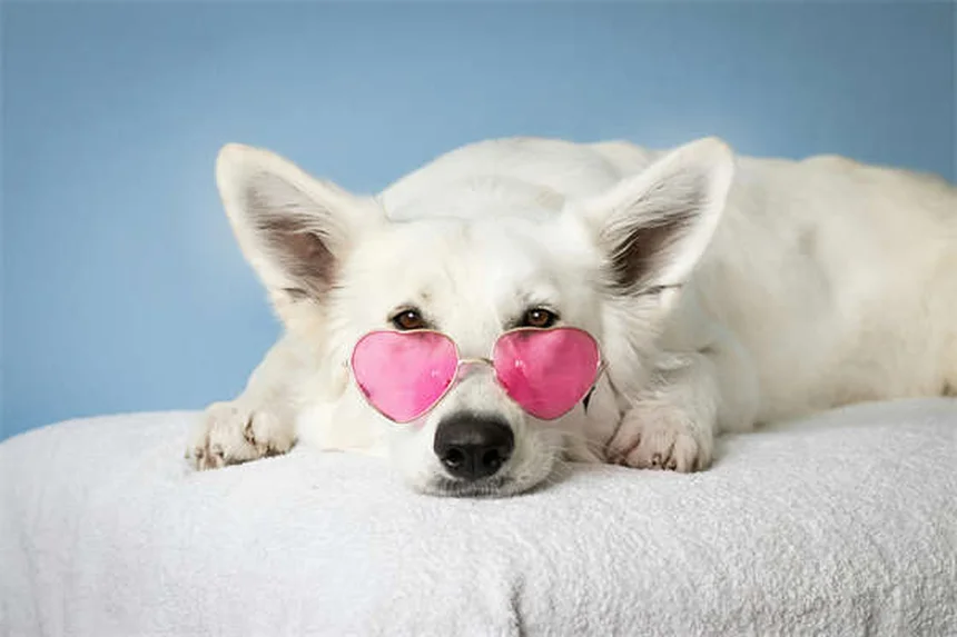 Ansia nei cani: 5 segnali da non ignorare e come aiutarli