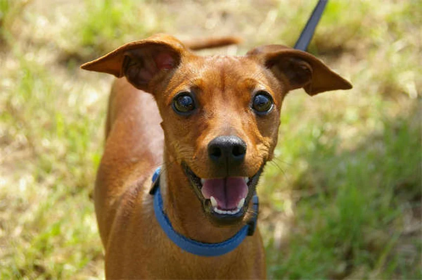 Perché i cani hanno paura dei rumori forti? Scopri come aiutarli