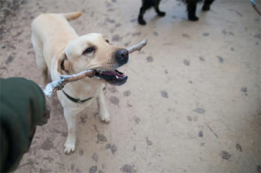 Perché i cani hanno paura dei rumori forti? Scopri come aiutarli
