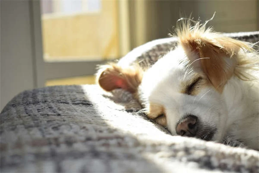 Perché i cani hanno paura dei rumori forti? Scopri come aiutarli