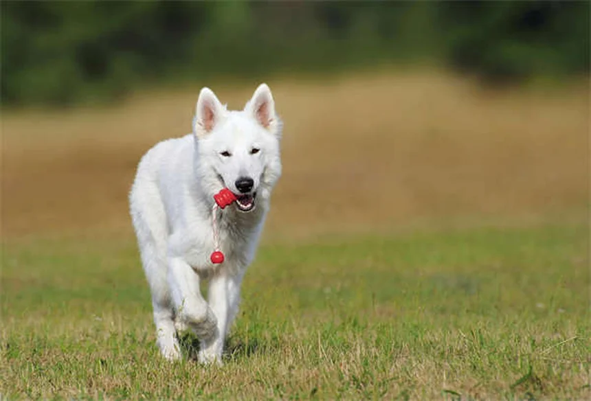 Cosa rivelano le feci del tuo cane? 5 segnali da non ignorare