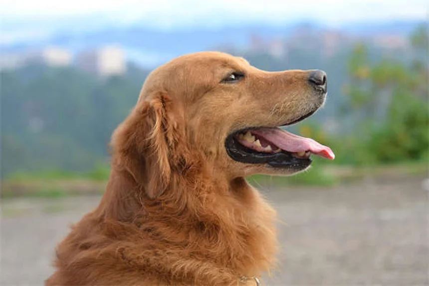 Cosa rivelano le feci del tuo cane? 5 segnali da non ignorare
