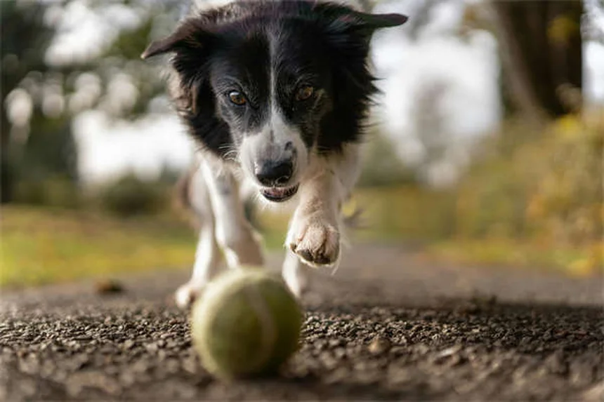 Cosa rivelano le feci del tuo cane? 5 segnali da non ignorare